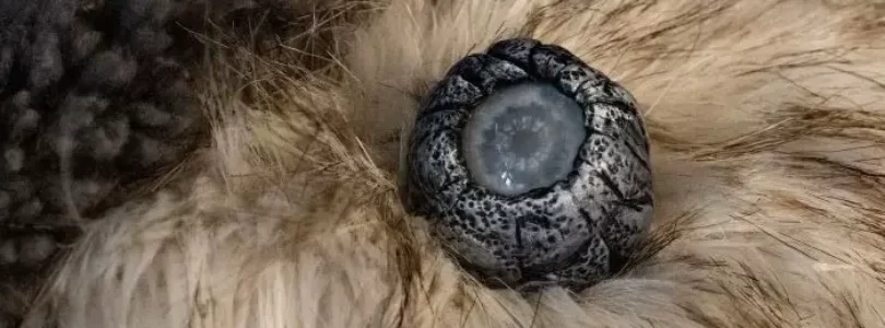 What Does The Beast Eye Quivers Indicate in Elden Ring