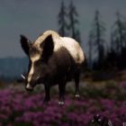 Far Cry: New Dawn Boar Hunting Location