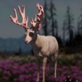 Far Cry: New Dawn Deer Hunting Location