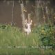 Far Cry: New Dawn Deer Hunting Location