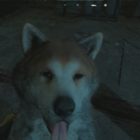 Far Cry: New Dawn Man Eat Dog World Wiki Guide