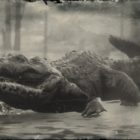 RDR2 American Alligator