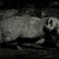 RDR2 American Badger