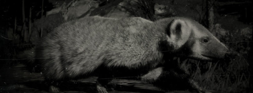 RDR2 American Badger