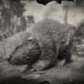 RDR2 North American Beaver
