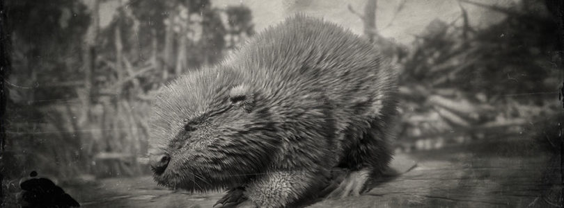 RDR2 North American Beaver