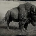 RDR2 American Bison