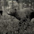 RDR2 American Black Bear
