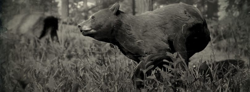RDR2 American Black Bear
