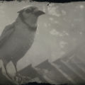 RDR2 Blue Jay