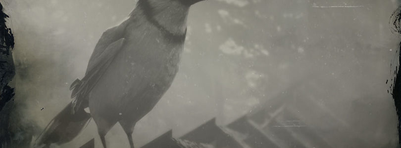 RDR2 Blue Jay