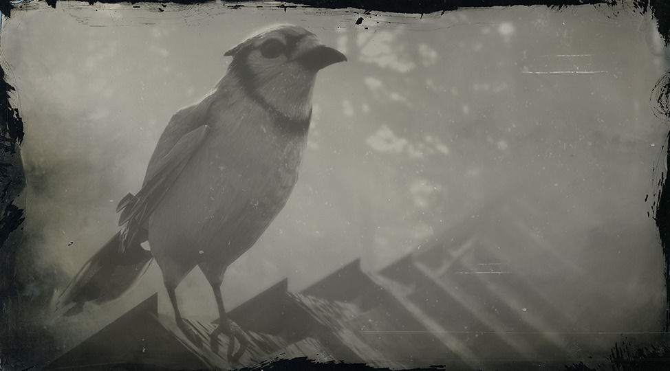 høj lugt biologi Blue Jay | Red Dead Redemption 2 | Location, Crafting Materials | PrimeWikis