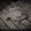 RDR2 Bluegill