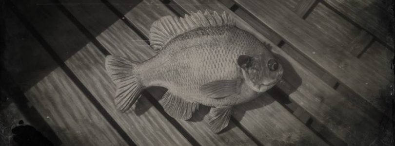 RDR2 Bluegill