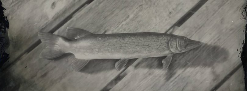 RDR2 Chain Pickerel