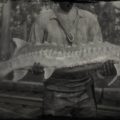 RDR2 Lake Sturgeon