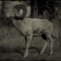 RDR2 Legendary Big Horn Ram
