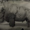 RDR2 Legendary Bison