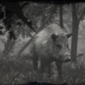RDR2 Legendary Boar