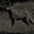 RDR2 Legendary Coyote