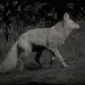 RDR2 Legendary Fox