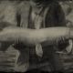 RDR2 Muskie