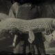 RDR2 Northern Pike