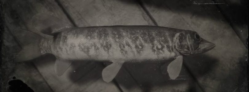 RDR2 Redfin Pickerell