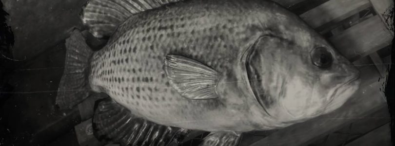 RDR2 Rock Bass