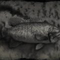 RDR2 Smallmouth Bass