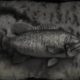 RDR2 Smallmouth Bass