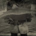RDR2 Sockeye Salmon