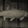RDR2 Steelhead Trout