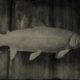 RDR2 Steelhead Trout