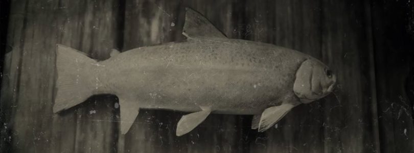 RDR2 Steelhead Trout