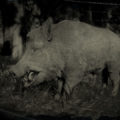 RDR2 Wild Boar
