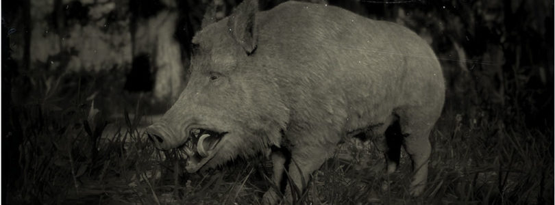 RDR2 Wild Boar